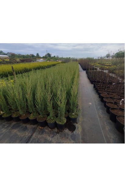 Ялівець скельний Блю Ерроу / Блю Арроу - 3л/вис.60-70см/Ø15-20см